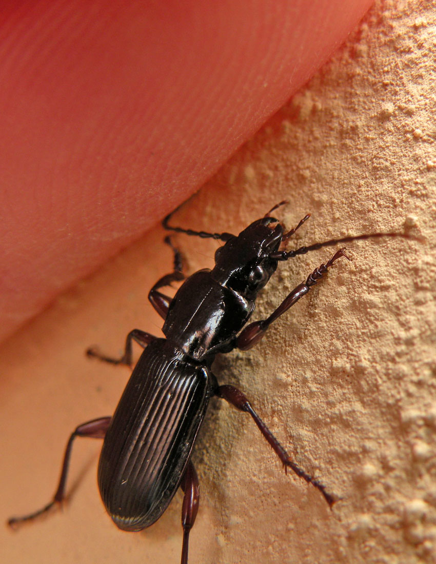 Quasi nero: Pterostichus macer